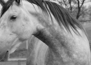 Indie Horror Game Horses Still Trying To Turn Profit After Multiple Bans