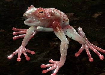 Baldur’s Gate 3’s Addled Frog Can Ruin Your Honour Mode Run