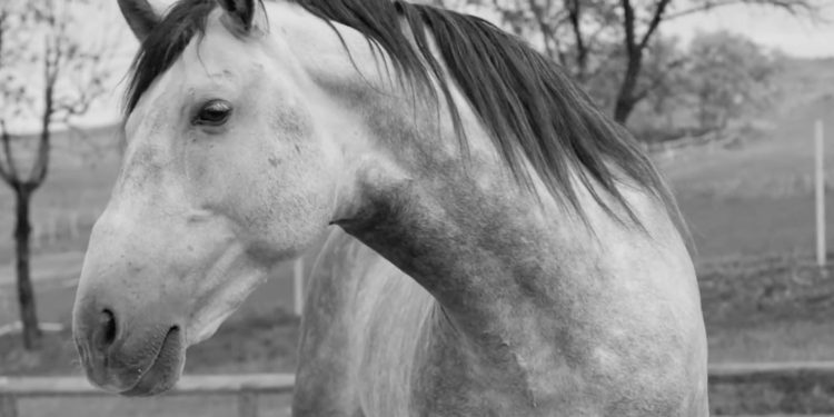 Indie Horror Game Horses Still Trying To Turn Profit After Multiple Bans